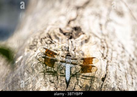 Common Whitetail Dragonfly Resting on Sunlit Log Close-Up Stock Photo