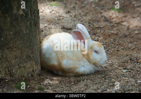 A white and orange rabbit resting on the ground next to a tree trunk. Stock Photo