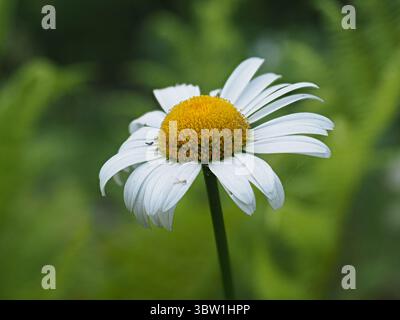 Oxeye daisy in bloom Stock Photo