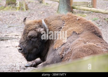 Close-up of a European wood bison also known as the wisent, zubr or buffalo, lying on the ground at a breeding center in Wolin, Poland. Stock Photo