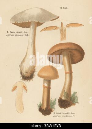 Red Banded Webcap Red-banded Webcap Fungus in English Woodland Stock Photo - Alamy