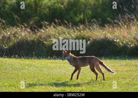 A red fox (Vulpes vulpes) standing alert on a grassy field Stock Photo