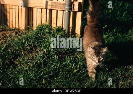 Beautiful fluffy cat on a grass field walking and looking towards the camera Stock Photo