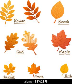Educational autumn leaf chart showing rowan beech oak maple birch and chestnut varieties in warm fall colors Stock Vector