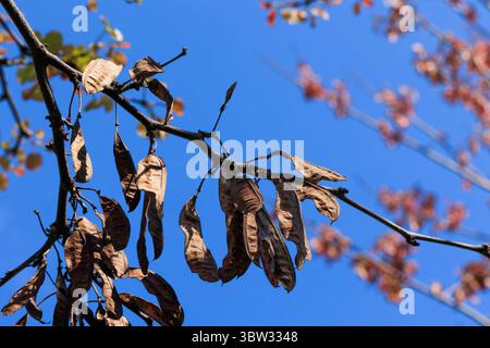 Dried leaves on the branches of a tree against the blue sky Stock Photo