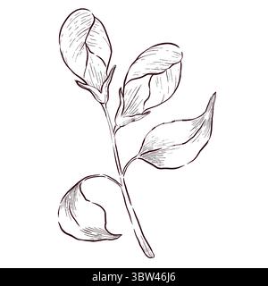 Gemstones and flowers vector illustrations set Stock Vector
