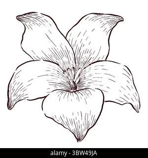 Gemstones and flowers vector illustrations set Stock Vector