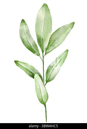 Hand painted watercolor eucalyptus leaf sprig isolated on white background. Delicate green botanical illustration perfect for packaging, fabric prints Stock Photo