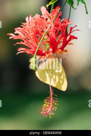 Clouded Yellow Butterfly on tropical flower in Zanzibar Stock Photo