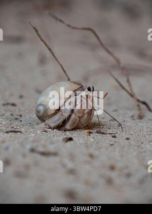 Cute little Hermit Crab with Seashell at a beach on Zanzibar island in Tanzania Stock Photo