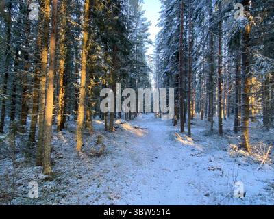 A snow-covered forest path bathed in the warm glow of the morning sun. Stock Photo