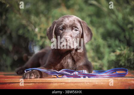 Chocolate-colored purebred Labrador puppy lying on an orange wooden surface with a blue-red leash against a background of green bushes Stock Photo