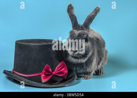 Gray lop-eared dwarf rabbit next to a black cylinder hat on a turquoise background Stock Photo