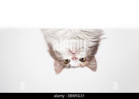 Adult mongrel long-haired cat peeking out from behind a white partition on a gray background Stock Photo