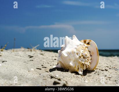 Large huge ocean shell with spikes on yellow sand against a the blue sea and sky Stock Photo