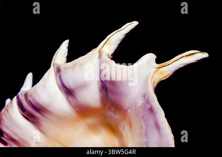 Fragment of a large oceanic seashell on a black background closeup macro Stock Photo