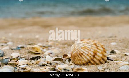Bright big striped shell with another little different shells in quartz sand against the blue sea and ships silhouette on the horizon Stock Photo