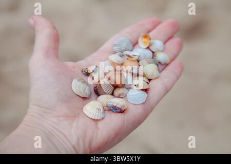 Small shell fragments on an open hand with the coastline in the background Stock Photo
