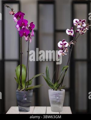 White, pink Phalaenopsis, Moth orchid flowers in the pot Stock Photo