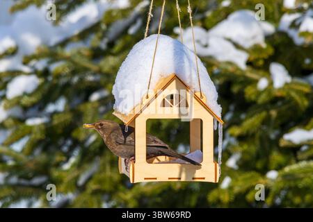 A blackbird bird with a grain in its beak sits in a wooden feeder house on a sunny winter day against a fir background Stock Photo
