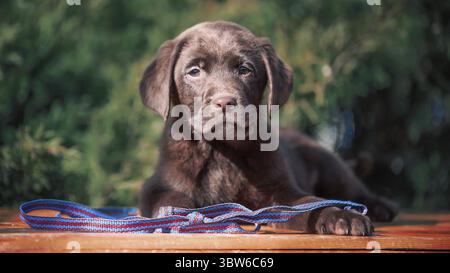 Chocolate-colored purebred Labrador puppy lying on an orange wooden surface with a blue-red leash against a background of green bushes Stock Photo