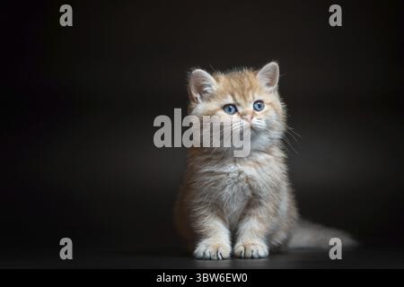 Funny kitten of the British long-haired golden chinchilla breed sits on a black background Stock Photo