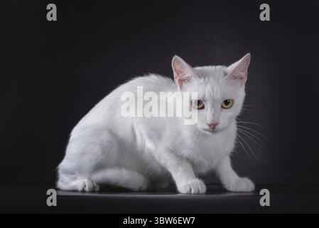 White yellow-eyed cat on a black background Stock Photo