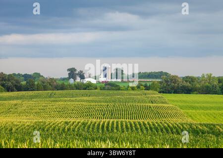 Field of corn and a farm with rainy clouds above on a summer day in Minnesota Stock Photo