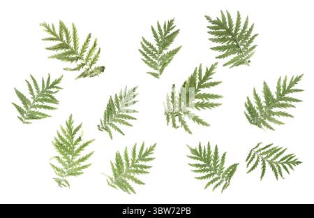 Natural background: a few large green pinnate leaves on white Stock Photo