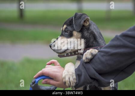 Dog walking a mongrel puppy in a collar holding a human hand in park outdoor Stock Photo