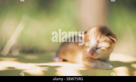 Red sunny kitten on a clear summer day outside Stock Photo