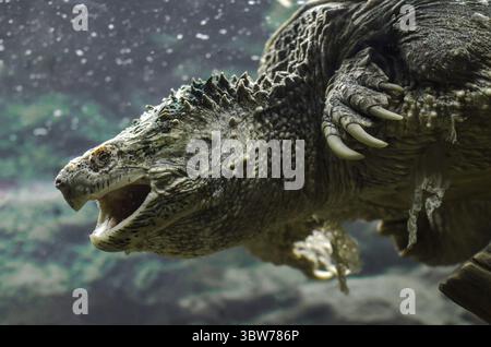 Large cayman turtle with open mouth swims under water close up Stock Photo