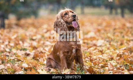 Red-haired purebred dog of the American Cocker spaniel breed sits among the yellow autumn fallen leaves in the park Stock Photo