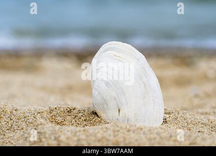 Bright striped shell in quartz sand against the blue sea Stock Photo