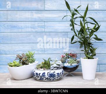 Beautiful terrariums on the blue background Stock Photo