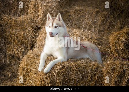 Dog in the hay siberian husky puppy on bundles of straw Stock Photo
