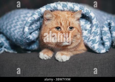 Red-haired mongrel cat on a gray sofa lies under a blue woolen knitted blanket Stock Photo