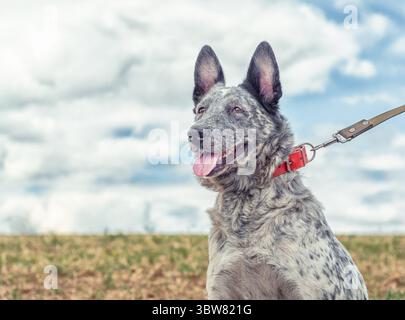 Speckled dog in a bright red collar walks on a leash in the field Stock Photo