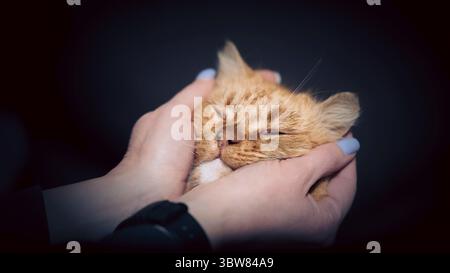Muzzle of adult red mongrel cat in female hands with a blue manicure on a dark background Stock Photo