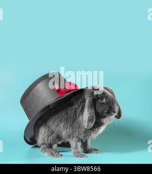 Gray lop-eared dwarf rabbit next to a black cylinder hat on a turquoise background Stock Photo