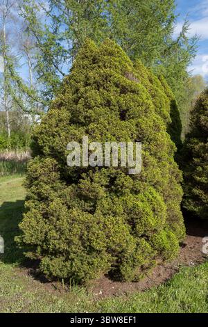 Picea glauca var. albertiana "Conica" - Conical spruce, dense and slow-growing dwarf form of white spruce in the family Pinaceae. Stock Photo