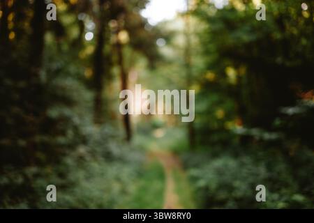 Blurred or defocused nature forest background or wallpaper. Blurry trees, specular highlights, bokeh, no people Stock Photo