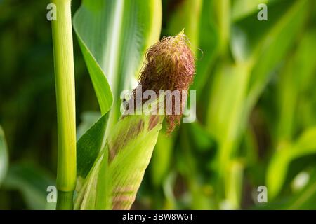 Sweet corn cob with leaves and silk on a stalk before harvest. Close up detail shot, summer sunset light, no people Stock Photo