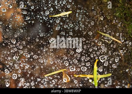 Bright, sparkling, dew water droplets on spider web or cobweb on a forest floor near tree root. Close up macro shot, no people Stock Photo