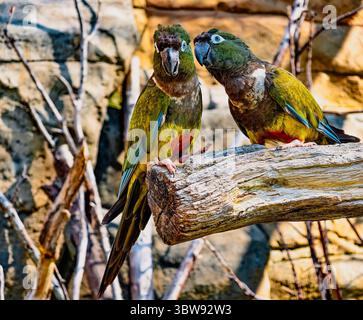 Close-Up of Two Vibrant Lovebirds Perched on a Weathered Branch in a Naturalistic Setting. Beautiful Colorful Parrots. High-Resolution Wildlife Background Stock Photo