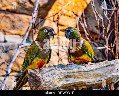 Two Colorful Parrots Sitting on a Tree Branch. Vibrant Exotic Birds Close-Up in Natural Habitat, Perfect High-Resolution Wildlife Background for Web Design, Marketing and Social Media Stock Photo