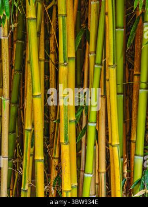 Bamboo Stalks Close-Up — Natural Green and Yellow Bamboo Texture, Vibrant High-Resolution Botanical Background for Wallpaper, Eco Design, Web, Advertising, Social Media, and Marketing. Vertical photo Stock Photo