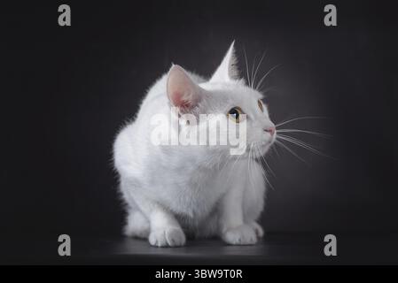 White yellow-eyed cat on a black background Stock Photo