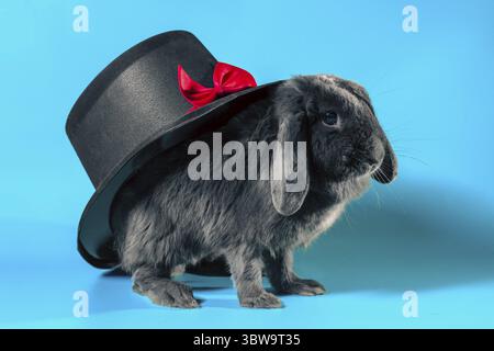 Gray lop-eared dwarf rabbit next to a black cylinder hat on a turquoise background Stock Photo