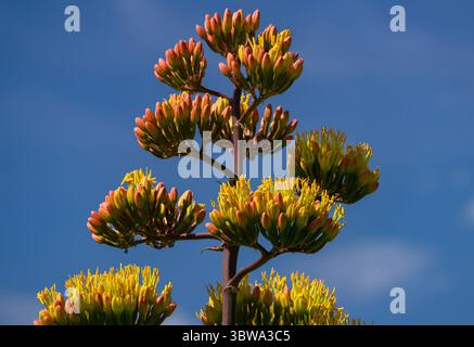A close up view of a tall Century Plant or Agave havardiana in various stages of bloom against a blue sky background with details. Stock Photo